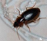 Cockroach Or Beetle Images