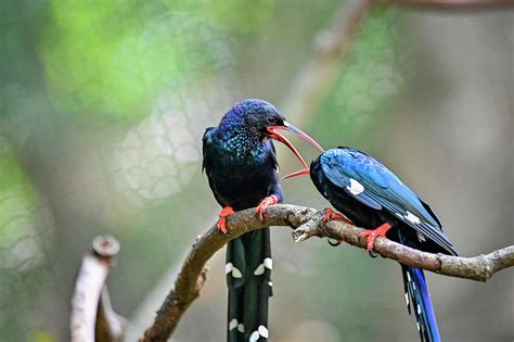 Green Wood Hoopoe Photograph By Ed Stokes Pixels