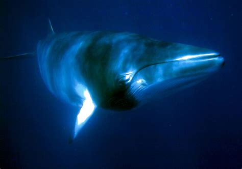 Southern minke whale (balaenoptera bonaerensis). Minke Whales on the Great Barrier Reef | Reef Biosearch
