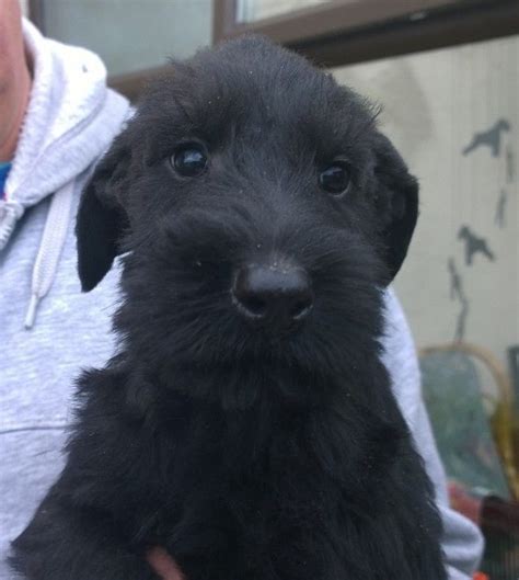 However, free miniature schnauzer dogs and puppies are a rarity as rescues usually charge a small adoption fee to cover their expenses (usually. Giant Schnauzer Puppies For Sale | Atlanta, GA #200415