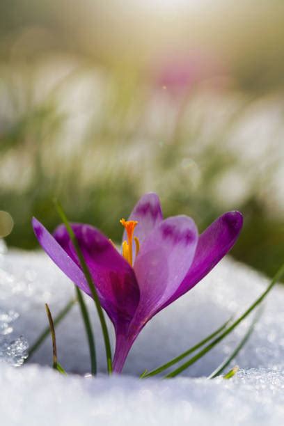 Krokusse Schnee Bilder Und Stockfotos Istock