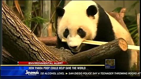 How Panda Poop Could Help Save The World
