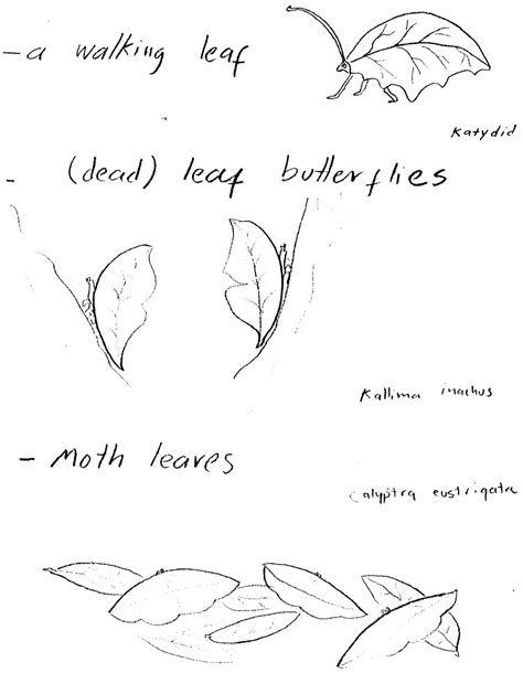 Garden Of Insects That Look Like Plants Sketches Maria Fernanda Cardoso Artist