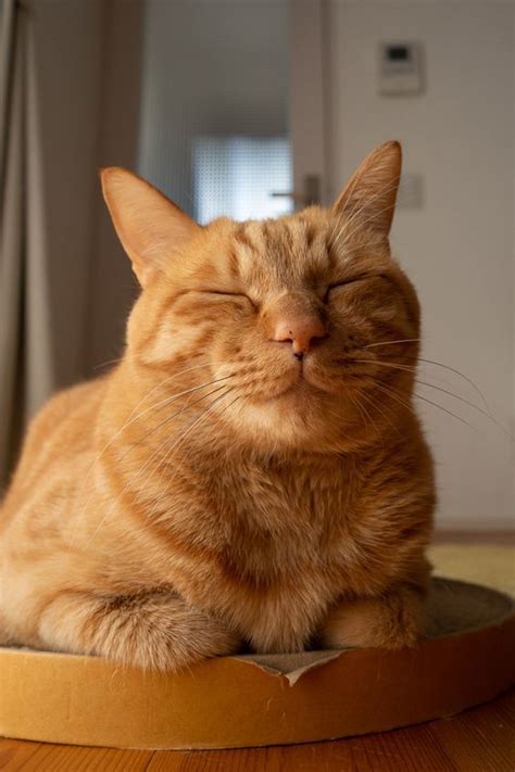 Not Surprisingly Orange Cats Are Often Considered Friendly And