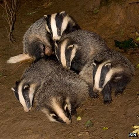 Badger Culling Legal Challenge Fails Bbc News