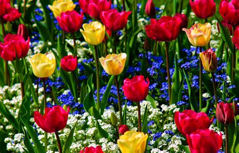 Multi Colored Tulips With Forget Me Nots Wallpapers And Images