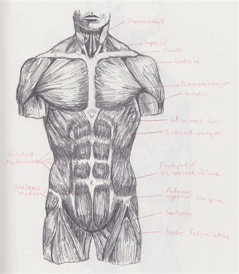 Female Torso Muscle Anatomy Drawing Muscle Tutorial The Torso By