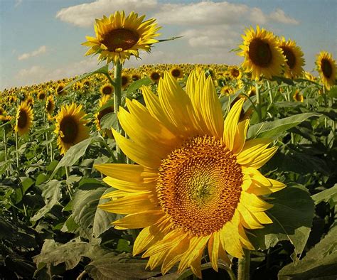 Kansas Sunflowers Photograph By Chris Berry Pixels
