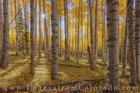 Colorado Aspen Leaves In Fall 103 1 Rocky Mountains Images From