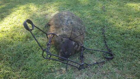 How to trap a groundhog. Woodchuck in 220 conibear | Garden nuisance dispatched ...