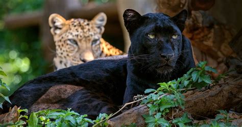 The Why What And Where Of The Worlds Black Leopards Natural World Earth Touch News