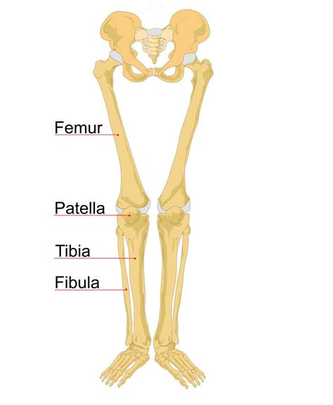 Leg Bone Wikipedia Leg Bones Knee Bones Human Leg