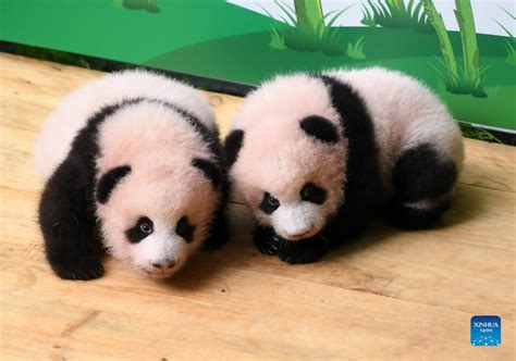 Panda Twins Meet Public At Chongqing Zoo Xinhua