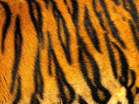 Bengal Tiger Skin Pattern Photographic Print