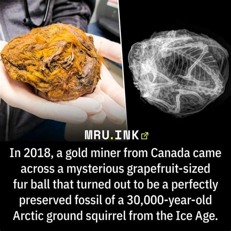 Ancient Artefacts Ground Squirrel Wtf Fun Facts Science Biology Ice