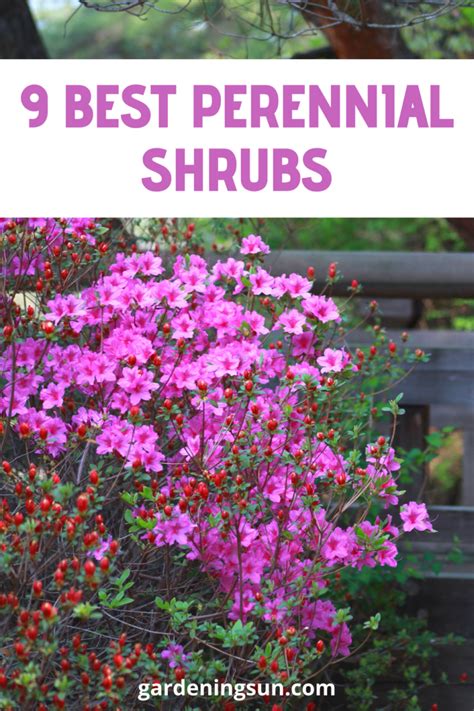 9 Best Perennial Shrubs Gardening Sun