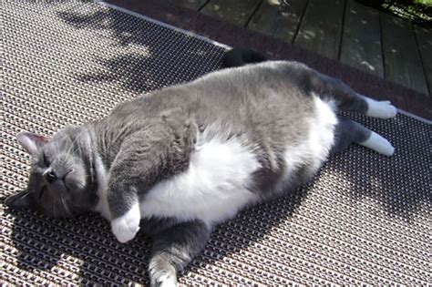 Overweight Cats Pictures Who Wants A Fatty Catty