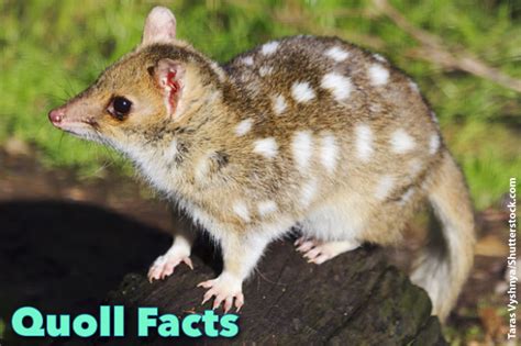 Pet Quoll Anna Blog