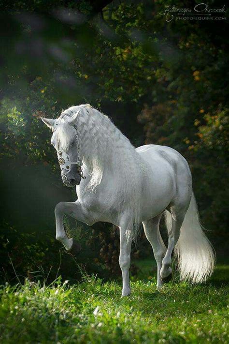 Beautiful White Prancing Horse Horses Beautiful Horses Pretty Horses