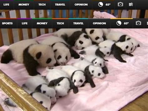 Watch 14 Baby Pandas Cuddle In One Crib Baby Panda Panda Cuddling