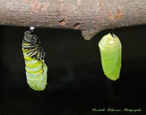 Chrysalis Formation Raising Monarch Butterflies Monarch Butterfly