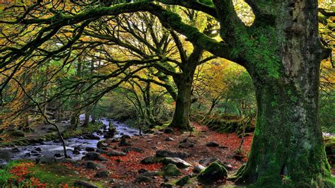 Hintergrundbilder 2560x1440 Px Ast Fallen Wald Irland Blätter
