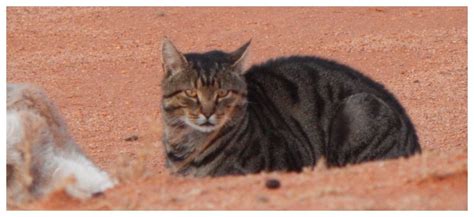 War Against Cats Australian Government Aims To Kill At Least Two