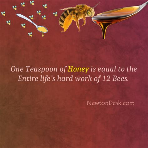 A Teaspoon Of Honey Is The Life Work Of 12 Bees Interesting Facts