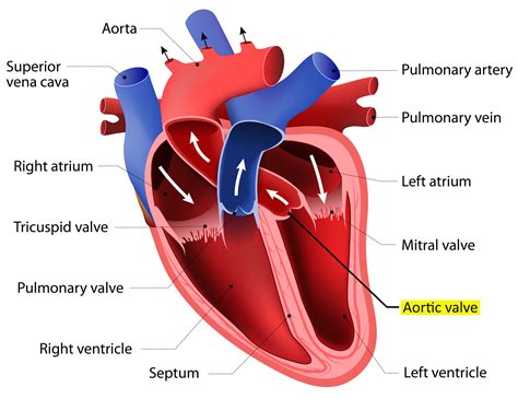 Anatomy Of Aortic Valve