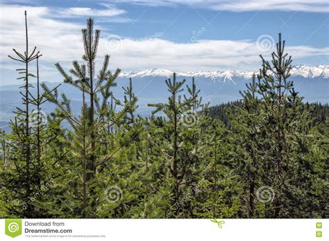 Pine Tree Forest Against Snow Covered Mountains Stock Image Image Of