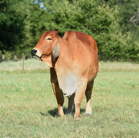 Top Brahman Cattle Producer In The Usa Ending On A High Note