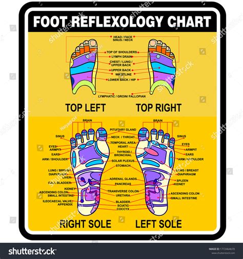 Foot Reflexology Chart Poster Banner Stock Vector Royalty Free 1772464670 Shutterstock