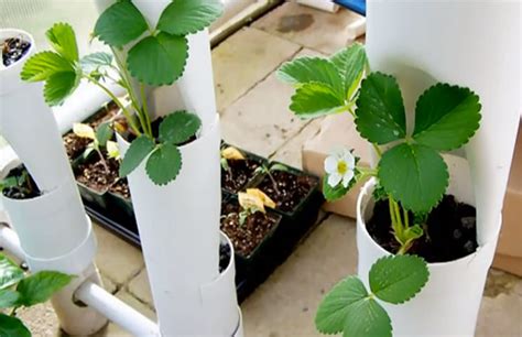 Simple Diy Strawberry Tower For Aquaponic Or Hydroponic