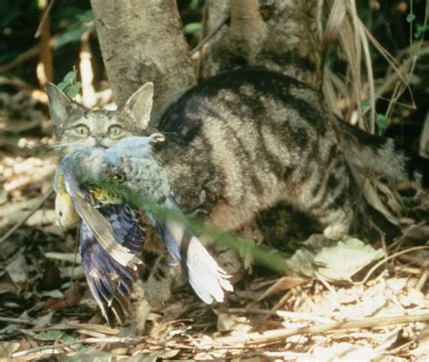 Feral Cats May Also Be Killing Wildlife On Tropical Pacific Islands