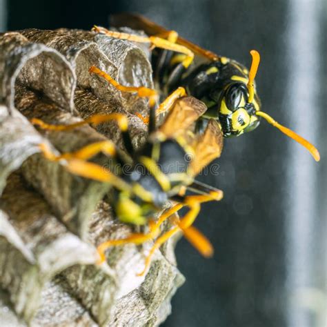 Macro Closeup Of A Wasps` Nest With The Wasps Sitting And Protecting