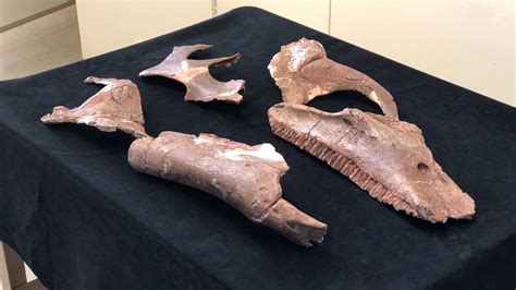Fossils Found In Big Bend 35 Years Ago Now New Dinosaur Species Kxan