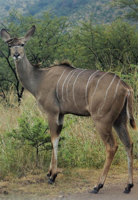 Picture Of A Female Kudu About Wild Animals