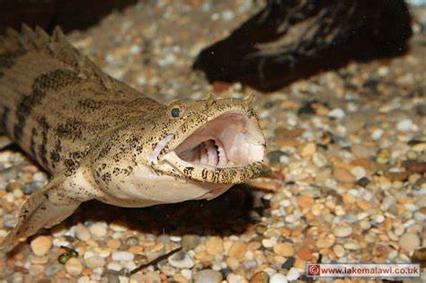 Dinosaur Bichir Malawi Cichlid Forum ? View topic Come and see 