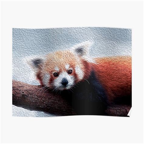 Red Panda Laying Down Poster For Sale By Friendlyfauna Redbubble