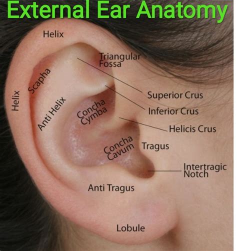 Healthcare And Health Solution External Ear Anatomy And Function