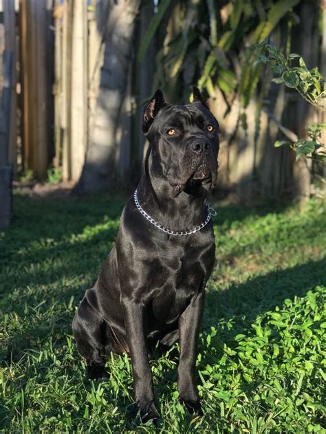 Romulus 9 Months Old Cane Corso From Blue Ridge Kennels Home Of The