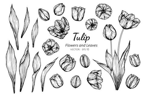 Tulip Tattoo Illustrations Royalty Free Vector Graphics And Clip Art