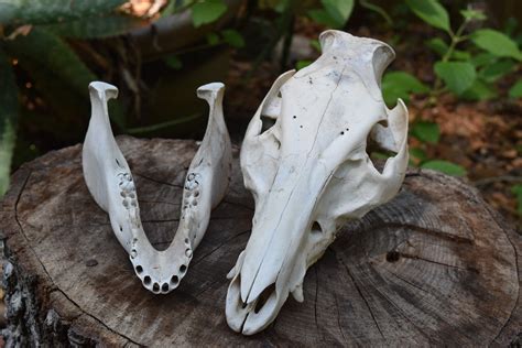 Boar Skull Wild Boar Skull Whole Animal Skull