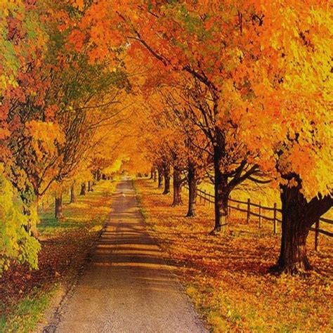 October Path Wallpaperrocks Autumn Landscape Scenery Autumn Scenery