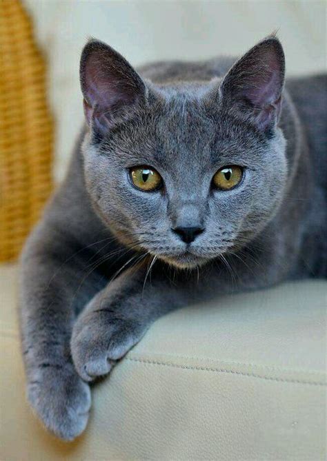 gray cats   sophisticates   feline world  beneath  urbane exterior