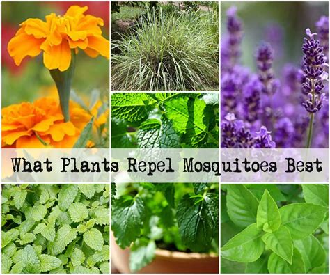 Repel Mosquitoes Naturally With These 5 Plants Healthy Holistic Living