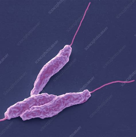 Campylobacter Jejuni Bacteria Sem Stock Image C0286247 Science