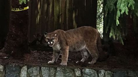 Close Encounter With ‘a Monster Tom Cougar Vancouver Island Man
