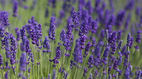 Edit or delete it, then start writing! Lavendel im Garten richtig pflegen und schneiden