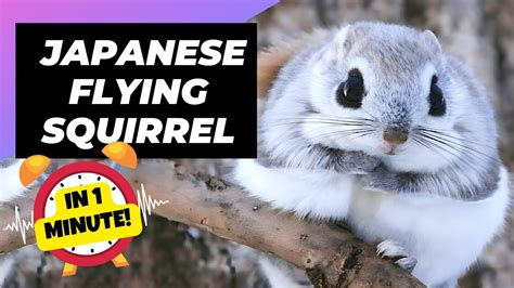 Japanese Flying Squirrel 🐿 One Of The Cutest And Most Exotic Animals In